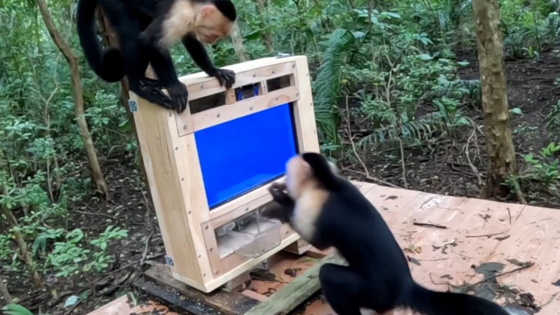 Pesquisadores criam CapuchinAI para estudar macacos capuchinhos em campo